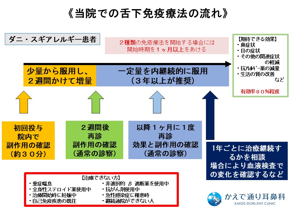 当院での舌下免疫療法の流れ。少量から服用し、2週間かけて増量。一定量を内継続的に服用(3年以上が推奨)